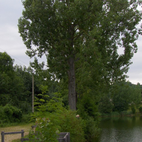 Grands peupliers en bordure de crête de barrage. Risque d’érosion externe en cas de renversement de l’arbre.