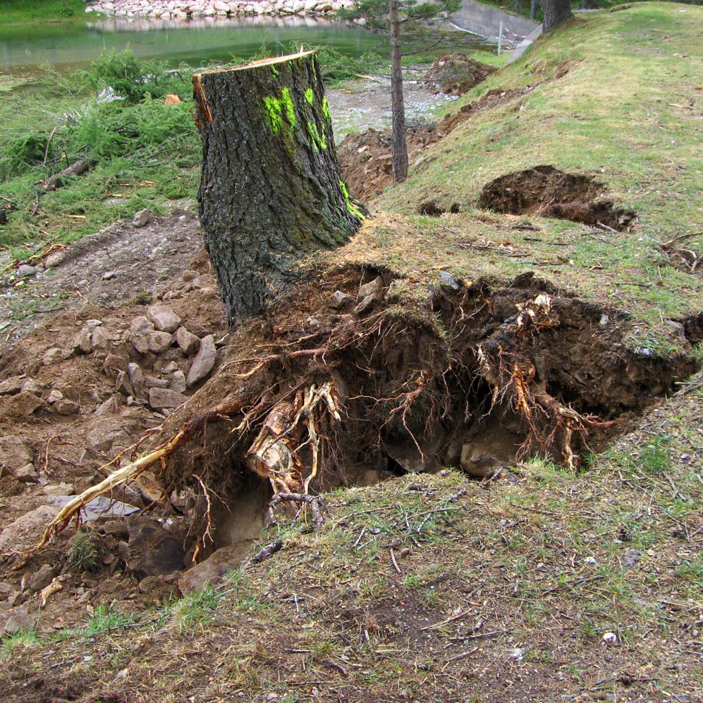 Risque lié à l’arrachement d’un arbre. Le basculement de l’arbre entraine l’arrachement de la souche, qui peut importer avec elle, une partie plus ou moins grande de l’ouvrage hydraulique.