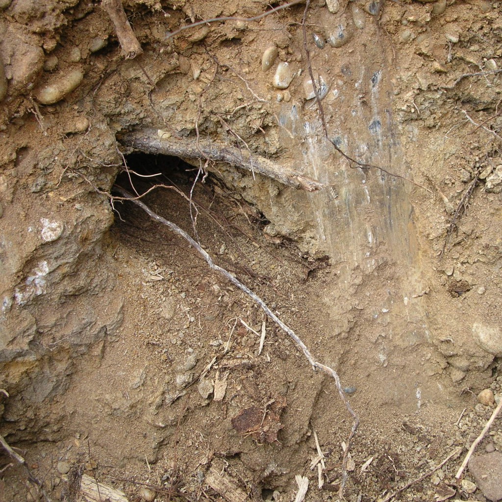 Risque lié à la décomposition des racines. Galerie laissée en place par une racine décomposée au sein de matériaux à matrice cohésive.